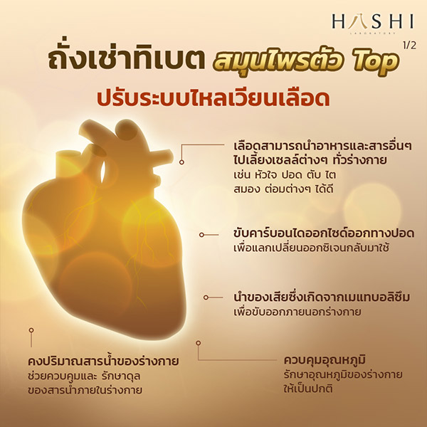 ถั่งเช่าทิเบต สมุนไพรตัว Top ปรับระบบไหลเวียนเลือด