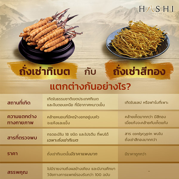 ถั่งเช่าทิเบต แตกต่าง ยังไง กับ ถั่งเช่าสีทอง