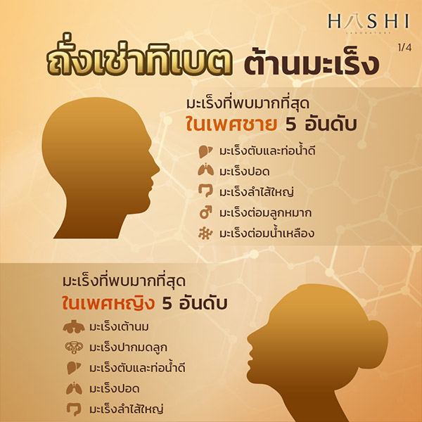 ถั่งเช่าทิเบต ต้านมะเร็ง